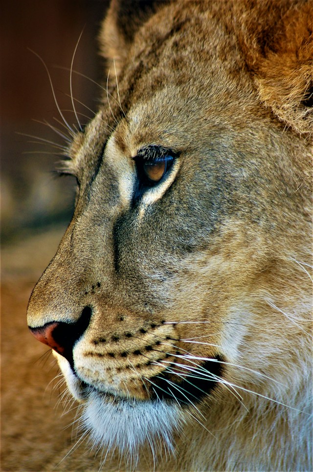 An intimate portrait of a lion in the African wild