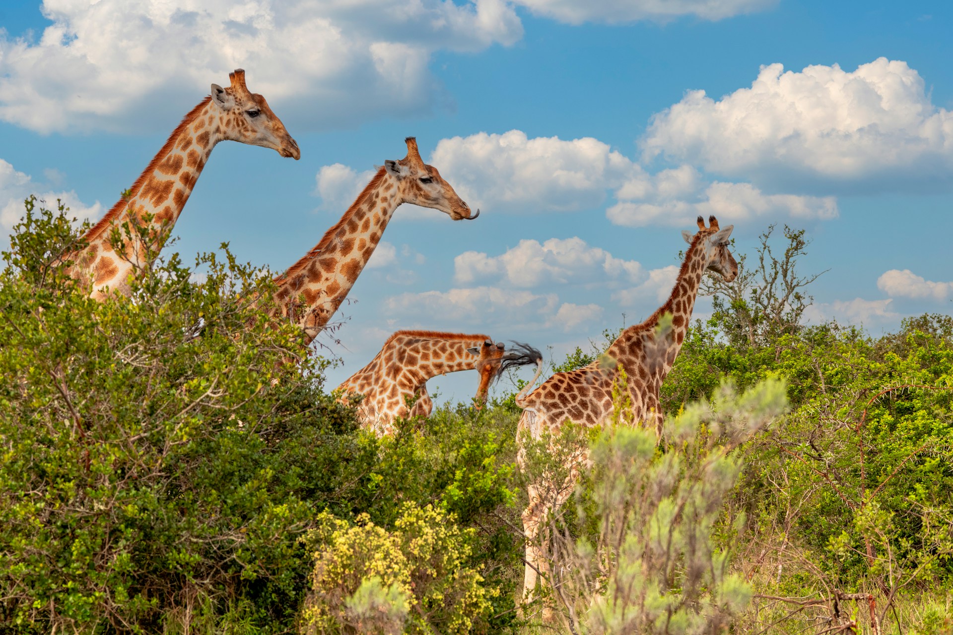 Giraffes roaming beneath the open skies of East Africa