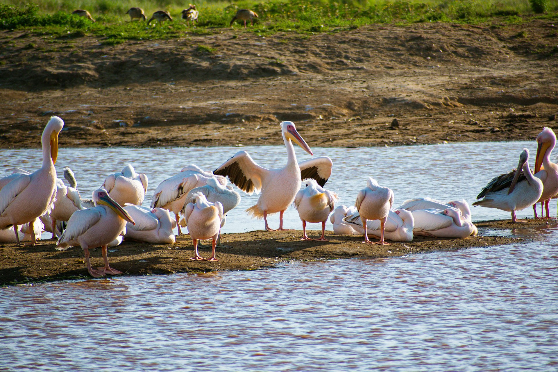 3 Days Lake Nakuru & Maasai Mara Safari