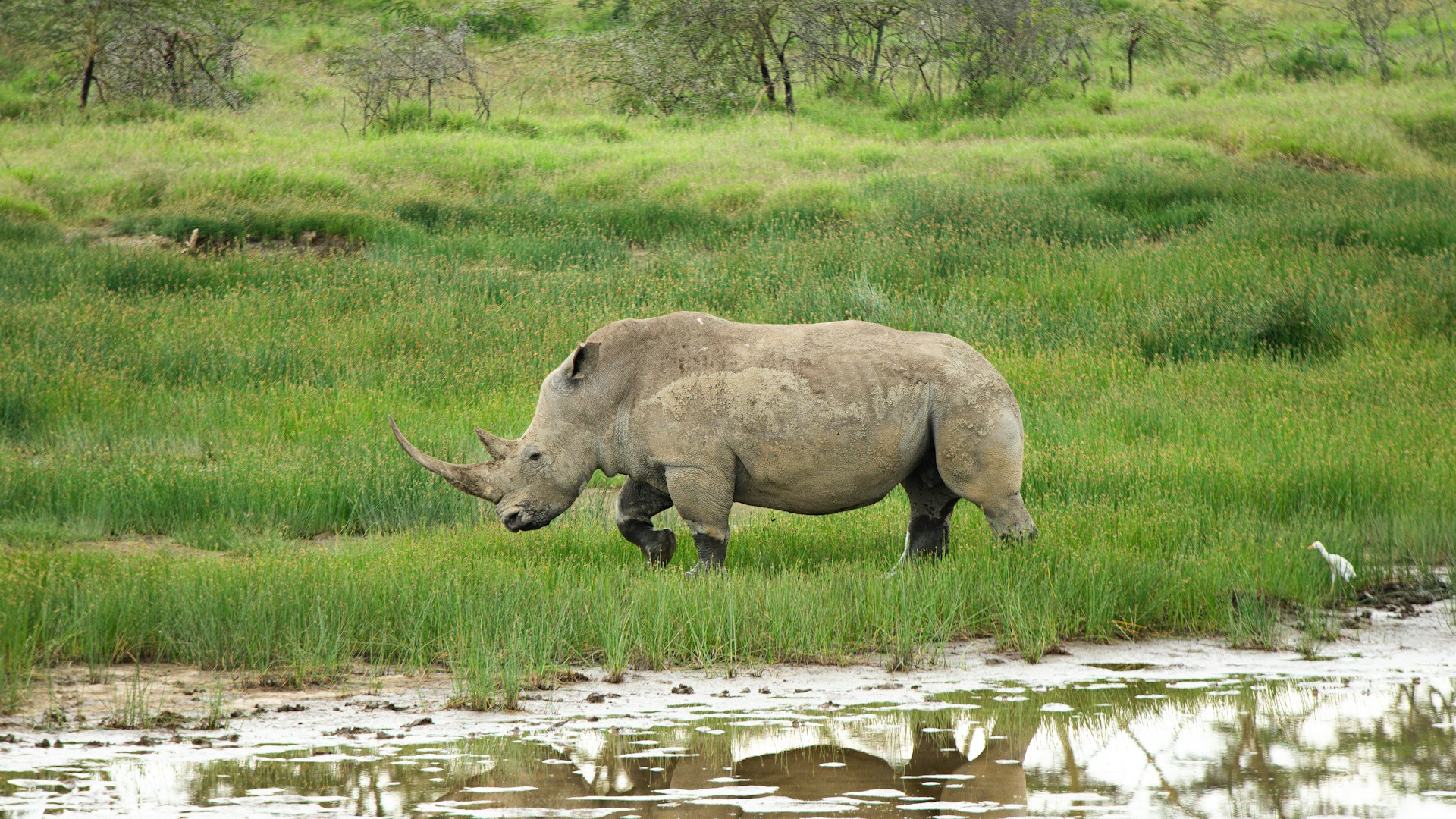 4 Days Maasai Mara, Lake Nakuru & Lake Naivasha Safari